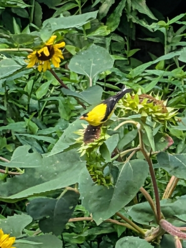American Goldfinch