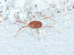 Erythraeoidea