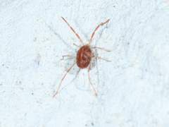 Erythraeoidea