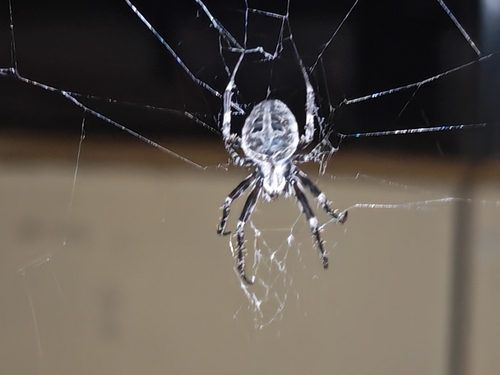 Brown Sailor Spider