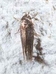 Chrysopeleiinae
