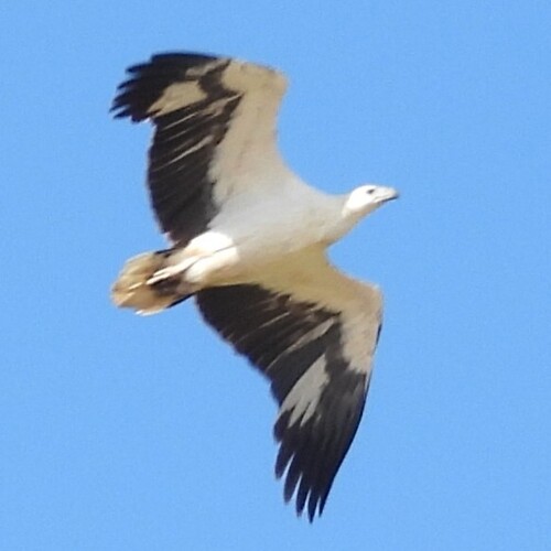 White-bellied Sea-Eagle