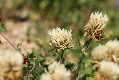 Trifolium ochroleucon, photograph 4