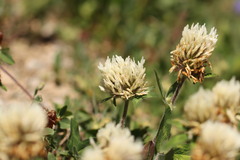 Trifolium ochroleucon, photograph (c) Noé Fleury Frouart, some rights reserved (CC BY)