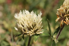 Trifolium ochroleucon, photograph (c) Noé Fleury Frouart, some rights reserved (CC BY)