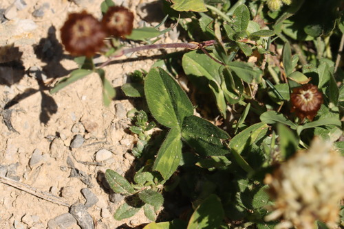 Trifolium ochroleucon, photograph 3