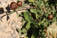 Trifolium ochroleucon, photograph (c) Noé Fleury Frouart, some rights reserved (CC BY)