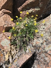 Cymopterus hallii