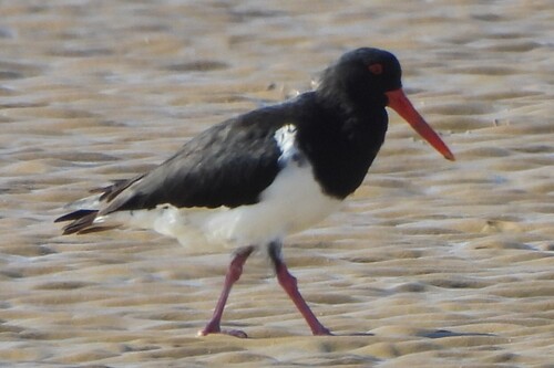 Pied Oystercatcher