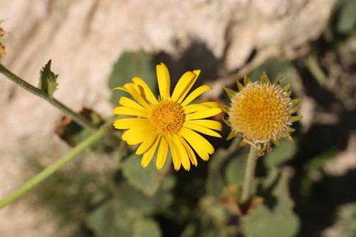 Doronicum grandiflorum, photograph 2