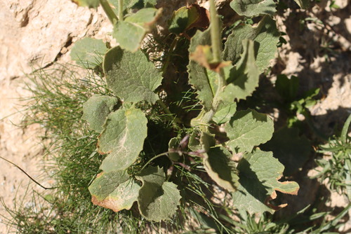Doronicum grandiflorum, photograph 3