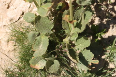 Doronicum grandiflorum, photograph (c) Noé Fleury Frouart, some rights reserved (CC BY)