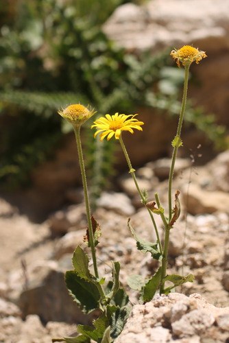 Doronicum grandiflorum, photograph 4