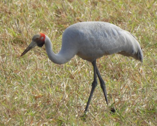 Brolga