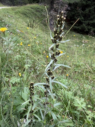 Omalotheca norvegica, photograph 3