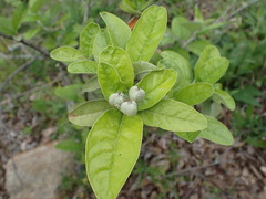 Croton alabamensis