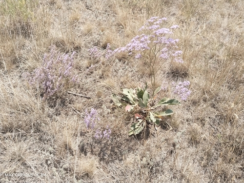 Limonium gmelini, photograph 6