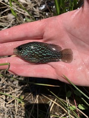 Enneacanthus gloriosus