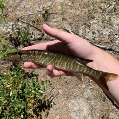 Esox
