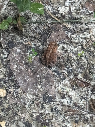 Southern Toad