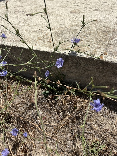 Cichorium pumilum, photograph 3