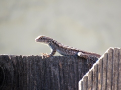 Sceloporus occidentalis