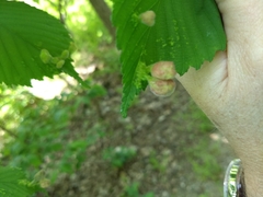 Tetraneura