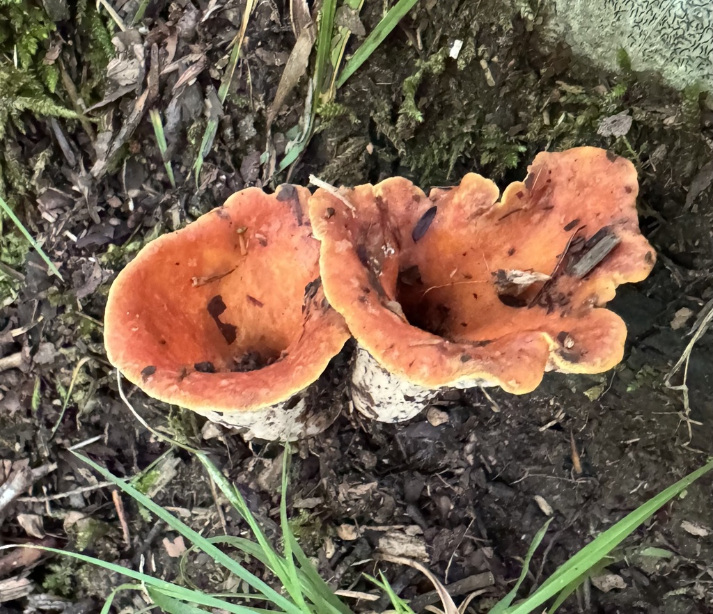 Scaly Chanterelle · August 2026 · photo: Photo: (c) Jacob Weston, some rights reserved (CC BY) · iNaturalist