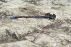 Argia immunda