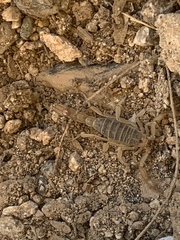 Paravaejovis confusus