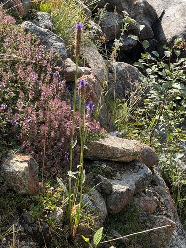 Phyteuma betonicifolium, photograph 6