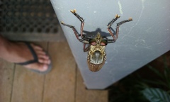 Cophinopoda andrewsi