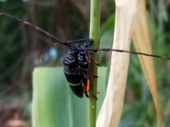 Trachyderes succinctus