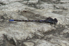 Argia immunda