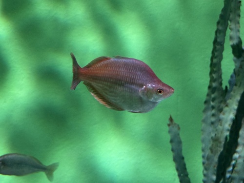Lake Tebera rainbowfish (Melanotaenia herbertaxelrodi) — Melanotaeniidae — 2