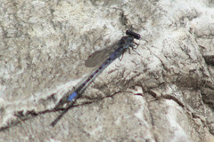 Argia immunda