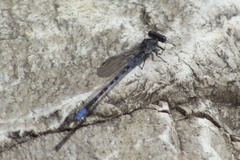 Argia immunda