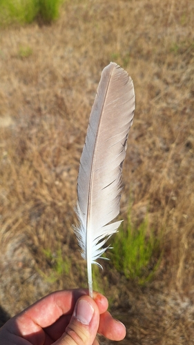 Plume de Bihoreau gris