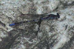 Argia immunda
