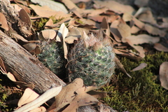Mammillaria barbata