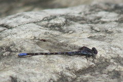 Argia immunda