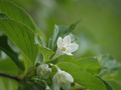 Weigela coraeensis
