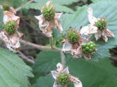 Rubus