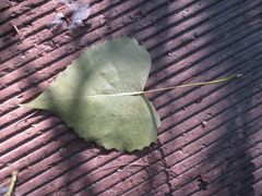 Populus