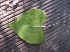 Populus