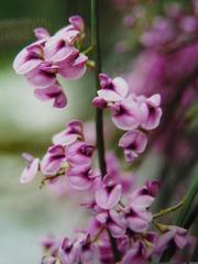 Carmichaelia glabrescens