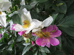 Paeonia lactiflora