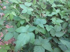 Rubus