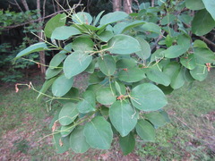 Chionanthus retusus