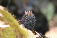 Mammillaria barbata